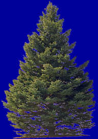 greenspruce.jpg
